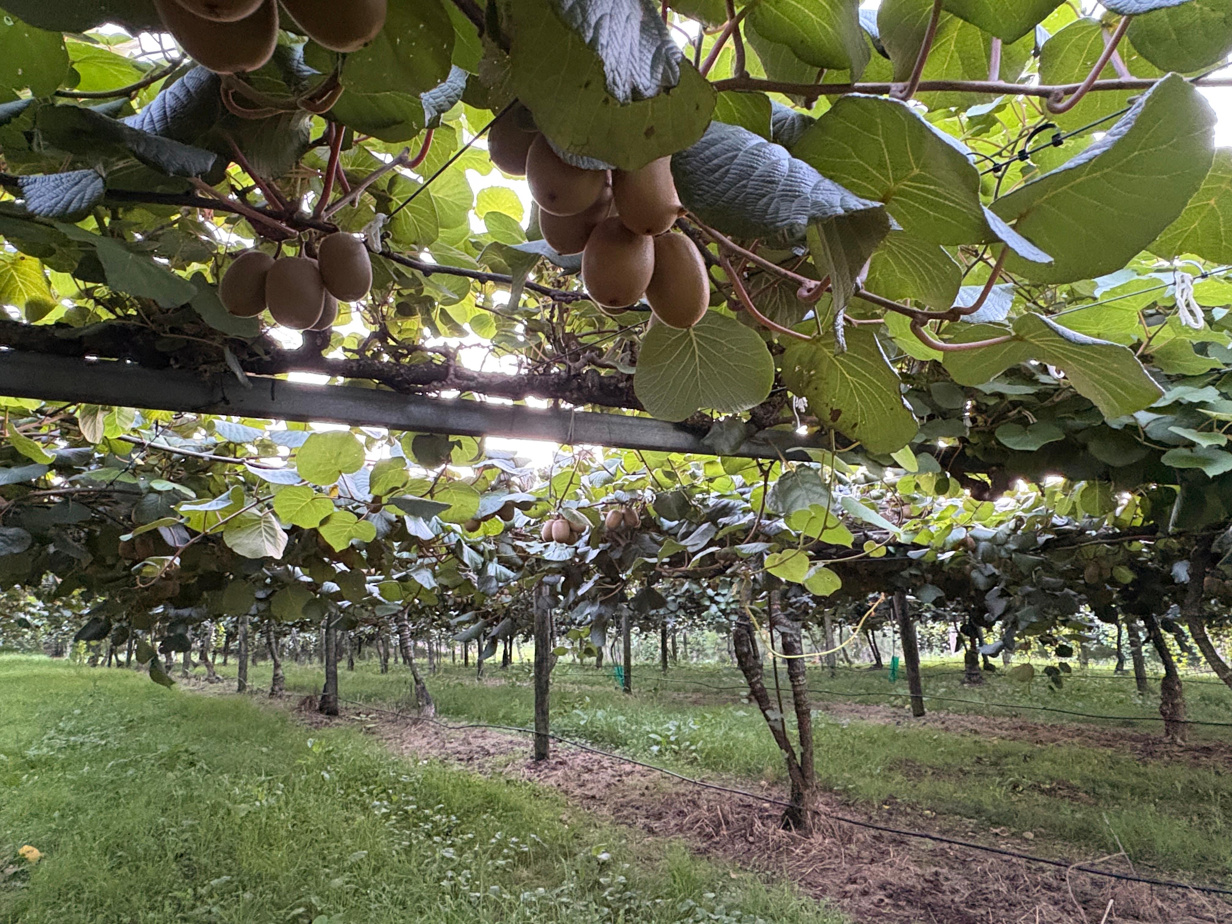Kiwi Orchard