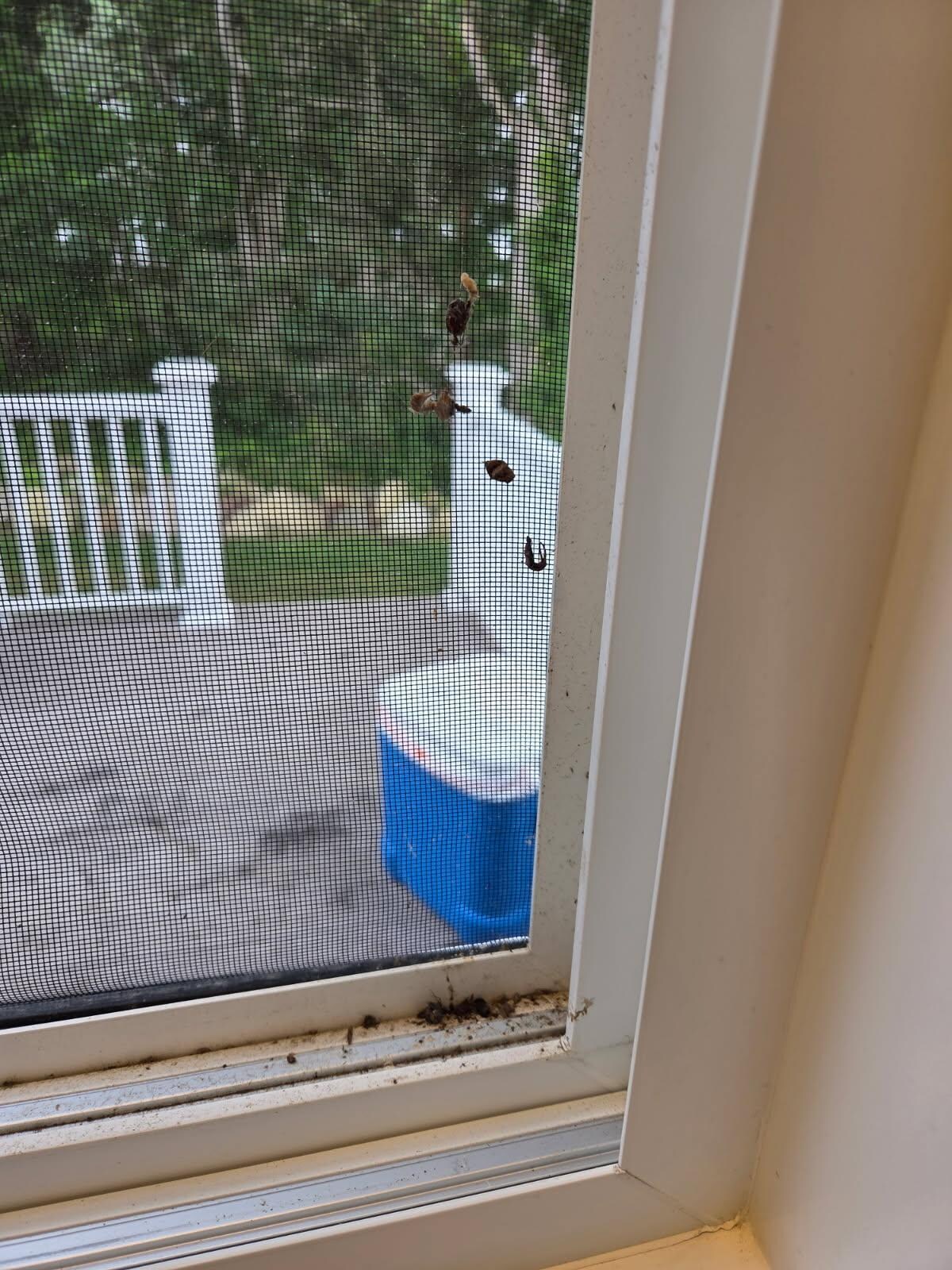 Kitchen windows bugs and dirt