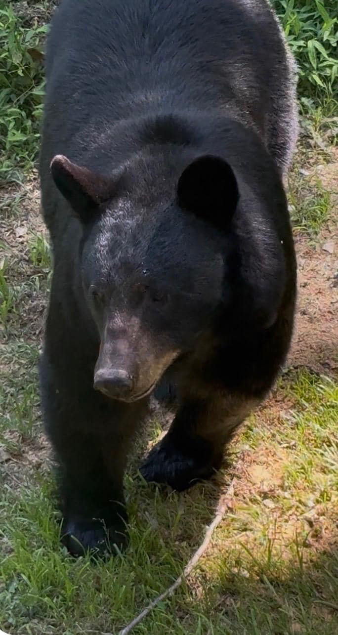 Close up of the bear