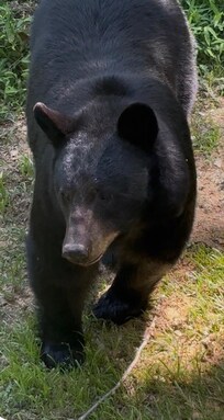 Close up of the bear