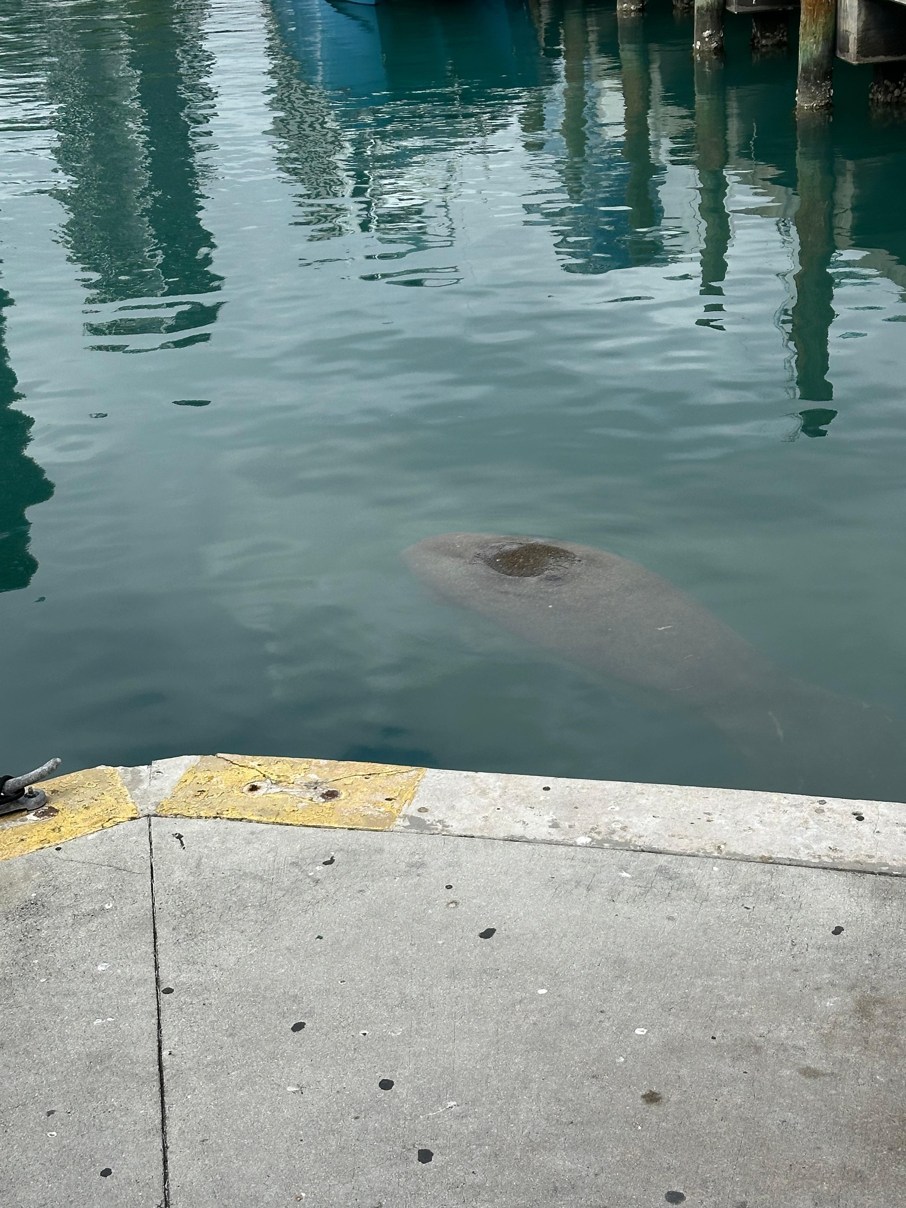 Manatee in the harbor at Miami marketplace 