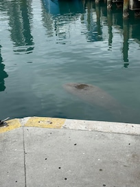 Manatee in the harbor at Miami marketplace