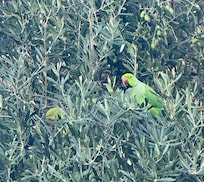 Parrots in the olive trees! In the late afternoon, a flock of parrots flew in to feed upon the olives.
