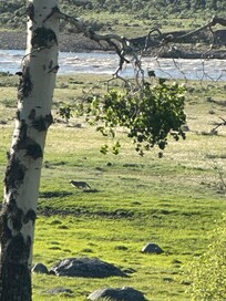 Wolf spotting (rare) in Lamar Valley