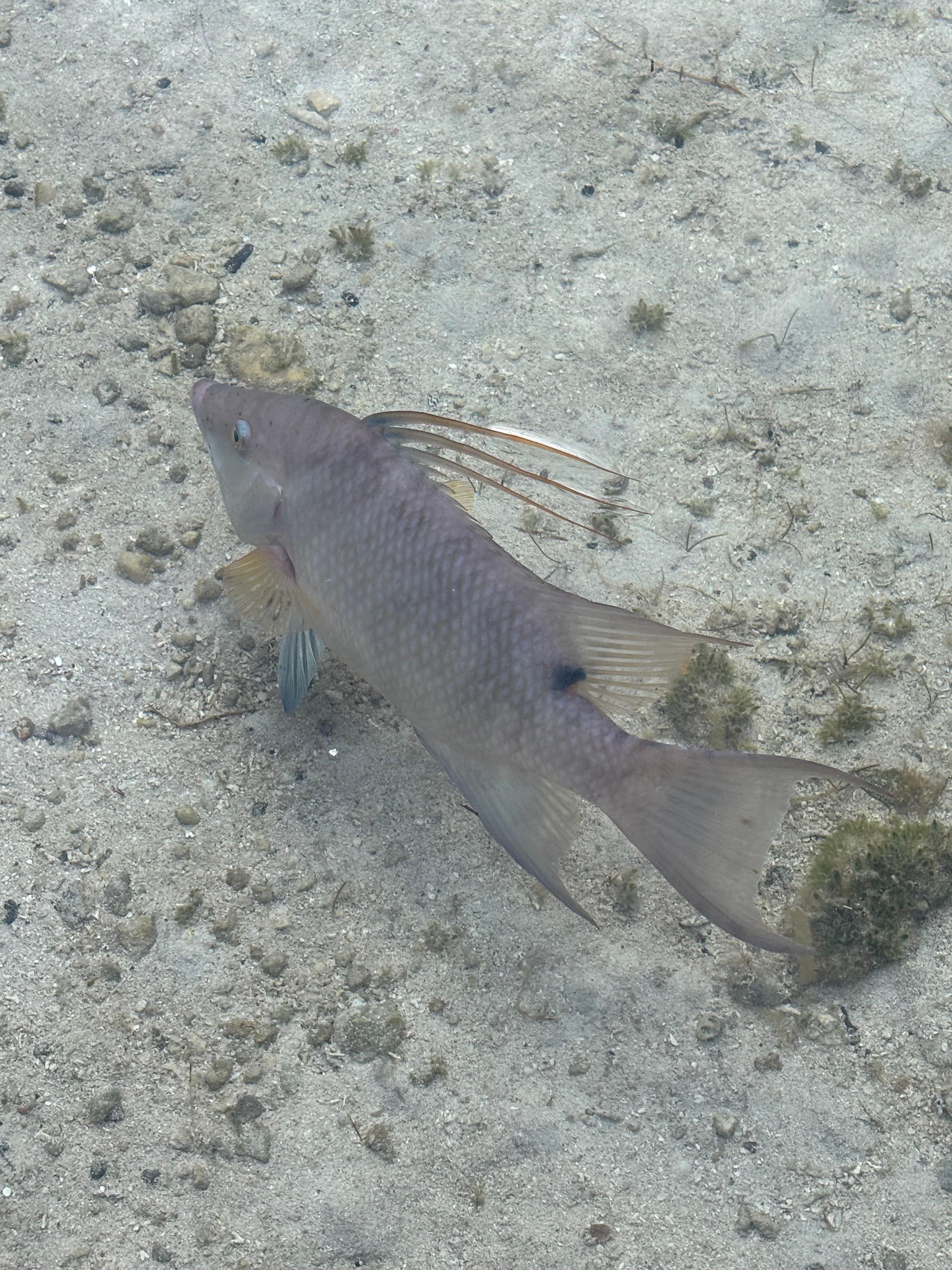 Hogfish