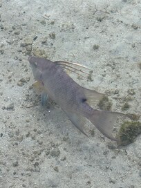 Hogfish