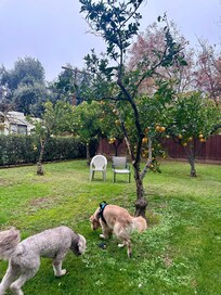 Our pups enjoying the green space!!!