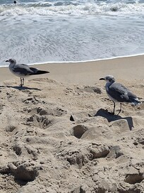 Seagulls hanging out waiting to see if we brought snacks.