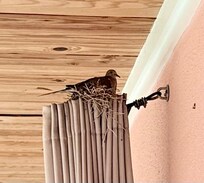 This sweet dove stayed on her next the entire time we were there.