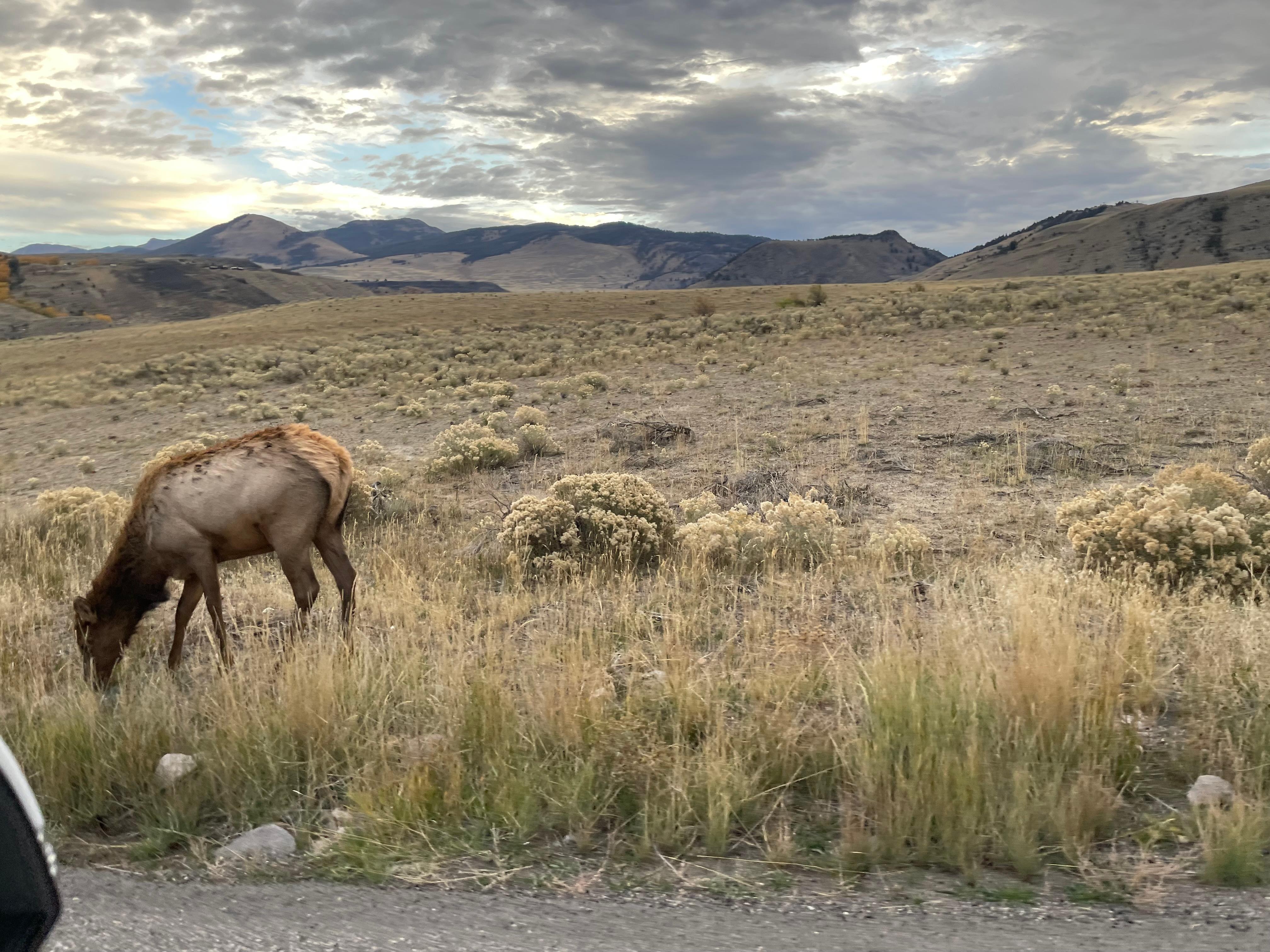 Just keep a lookout when driving through the park, you will spot wildlife 