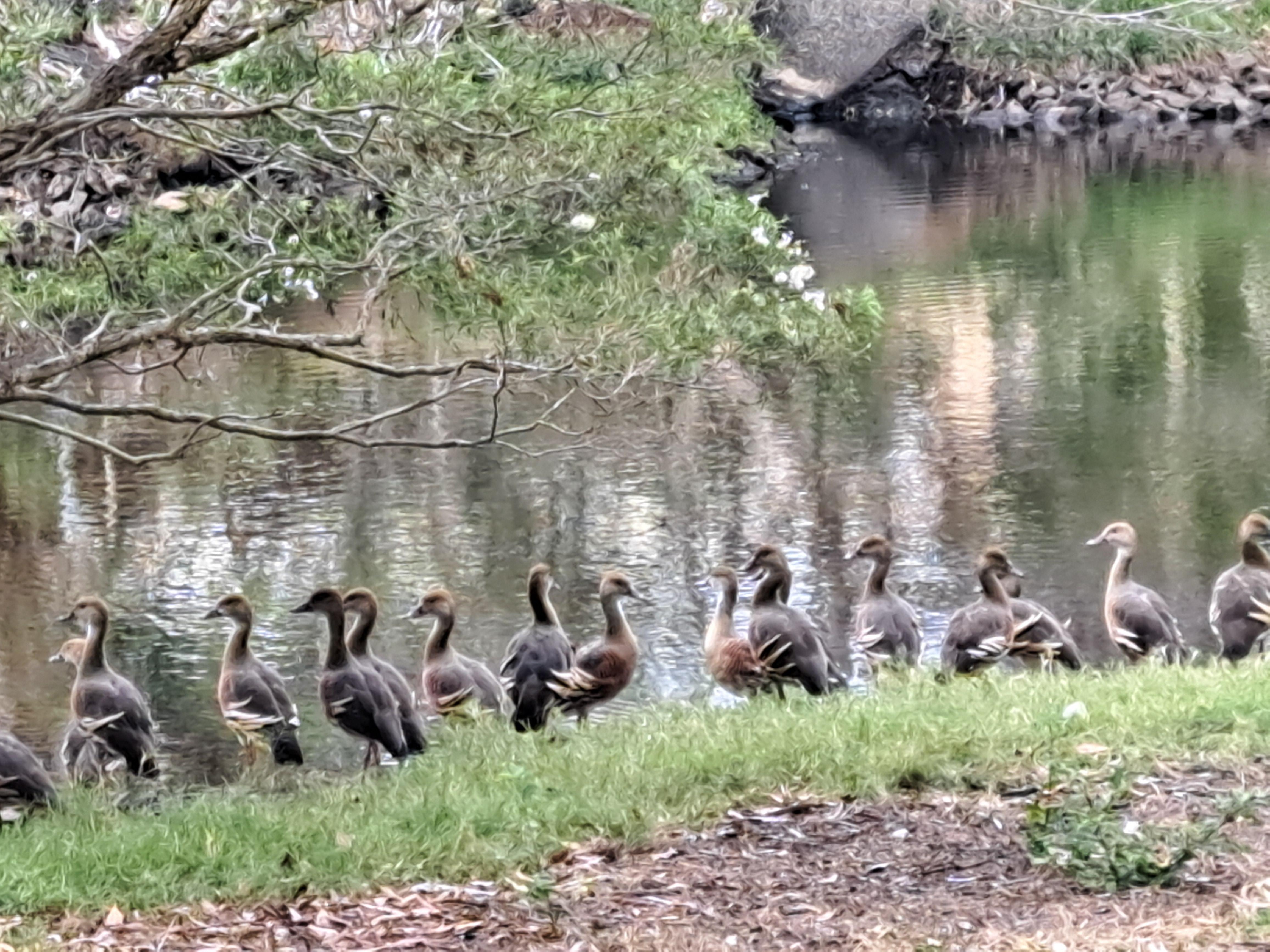Lovely local ponds with amazing birdlife.