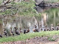 Lovely local ponds with amazing birdlife.