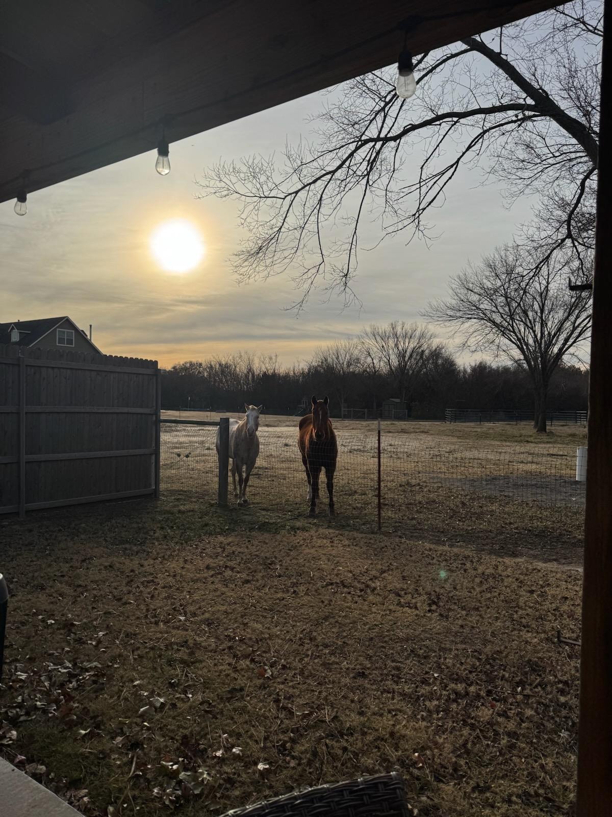 Mollie and Red waiting to see us in the a.m. They know the sound of the sliding glass doors. Very sweet.