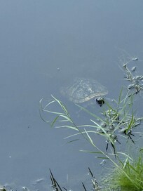 Turtles swimming in the pond