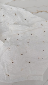 Ants