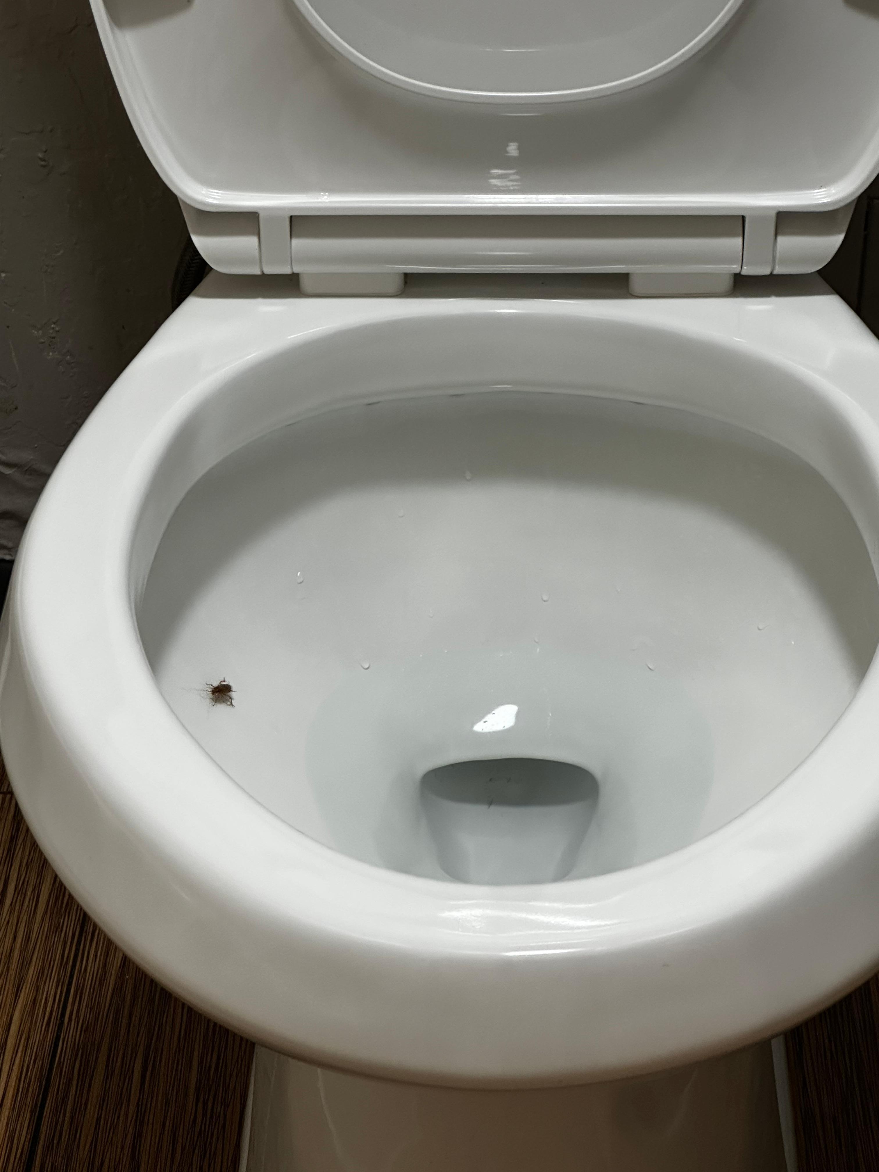 Flushed this cockroach down