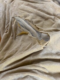 The blanket