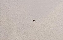 One of 30 roaches killed