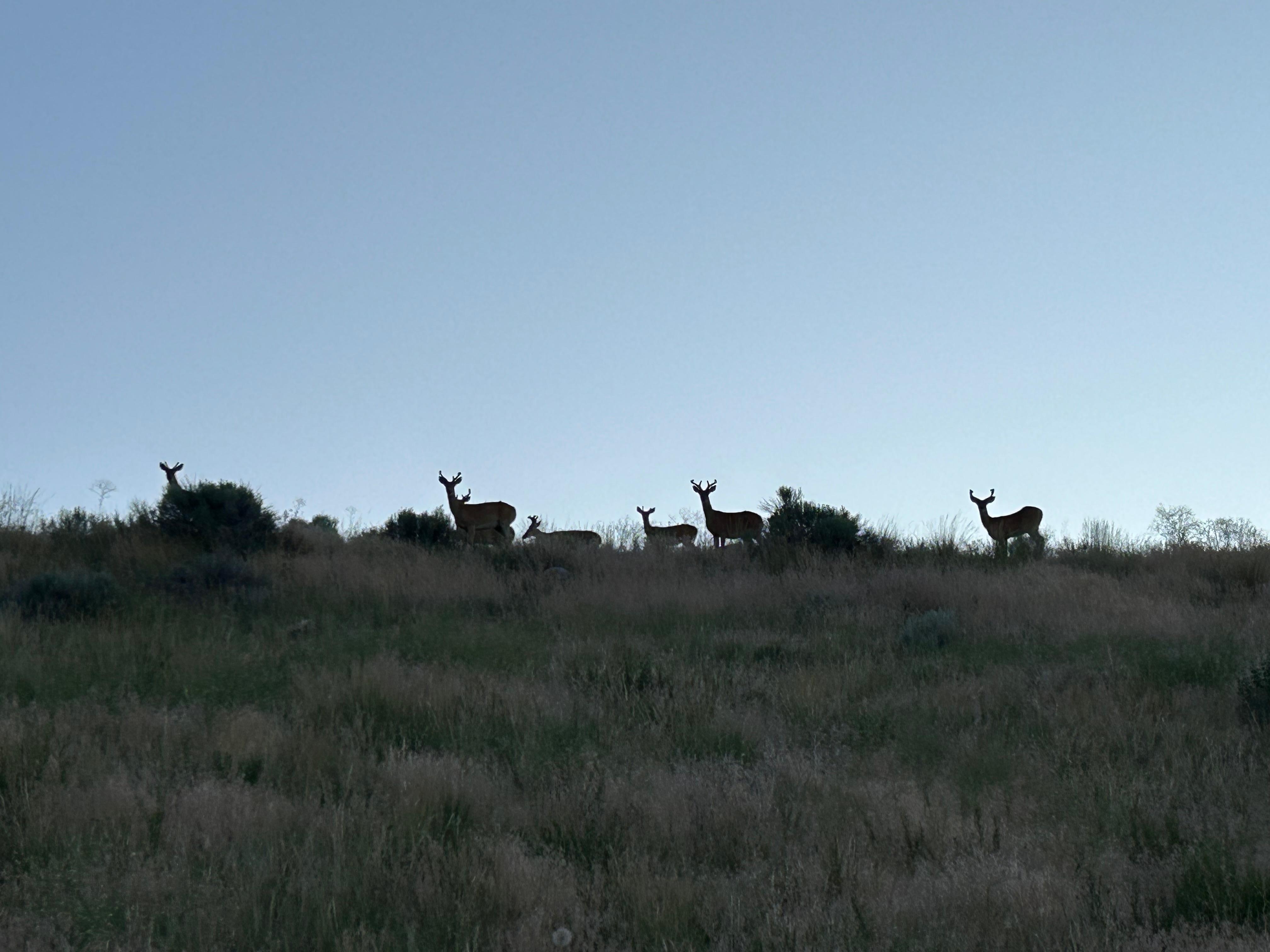 On the drive out in the morning