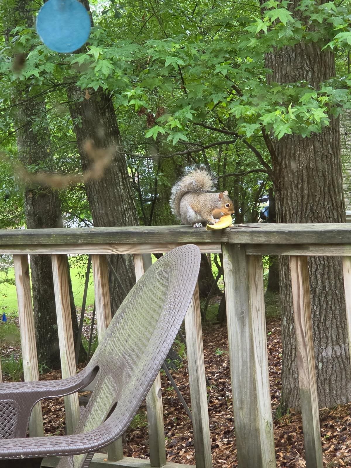 Who knew squirrels loved cantaloupe!
