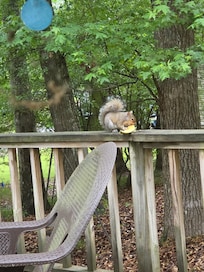 Who knew squirrels loved cantaloupe!