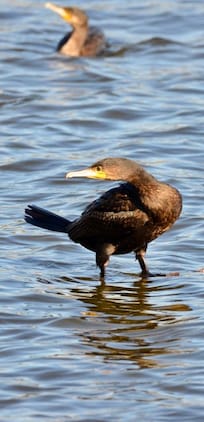Kormorane sind hier zu Hause und immer präsent, der See- und Fischadler aber auch