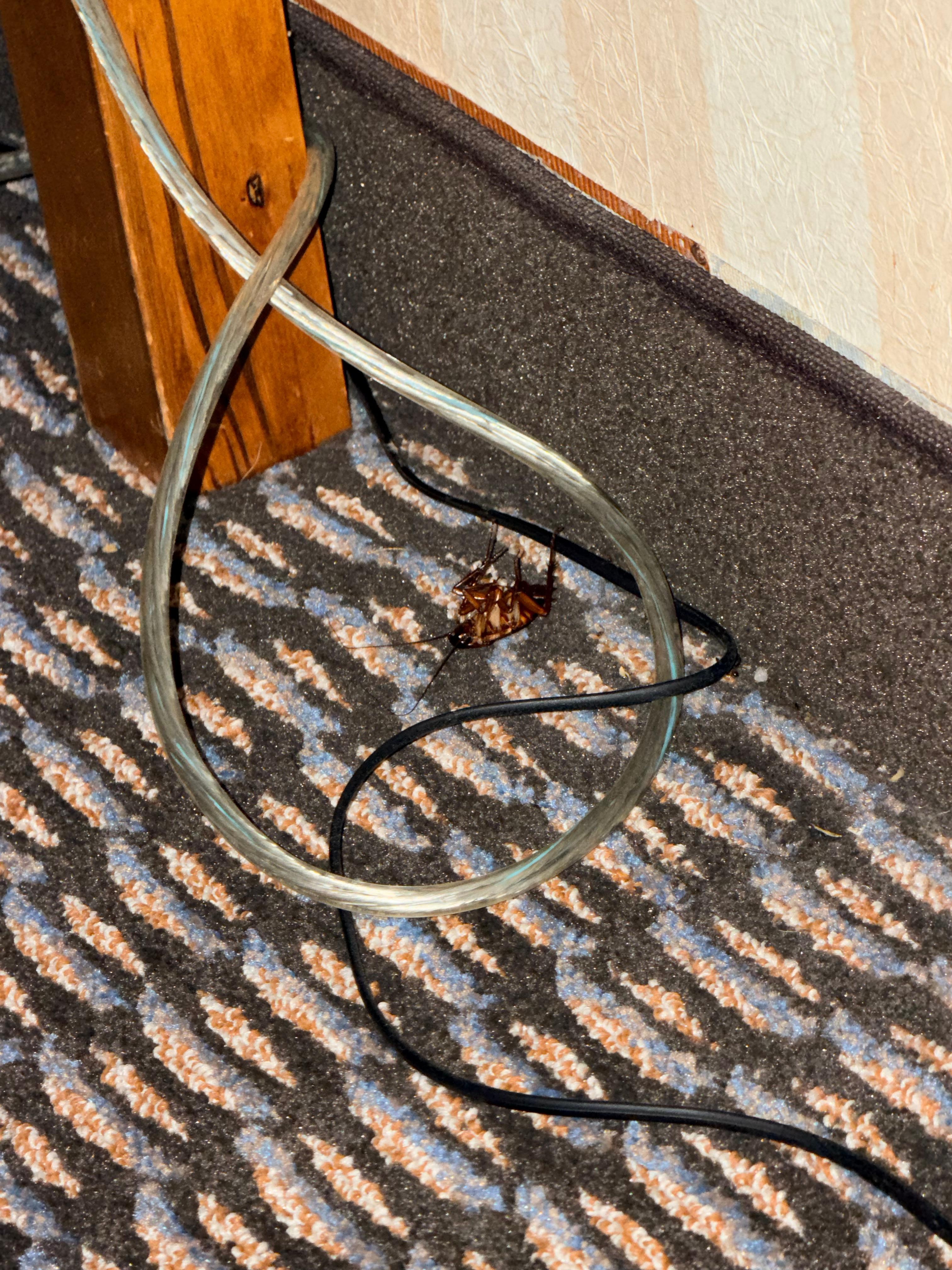 Huge dead roach under a table next to the bed.