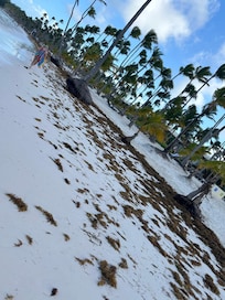 Dirty beaches full of seaweed.