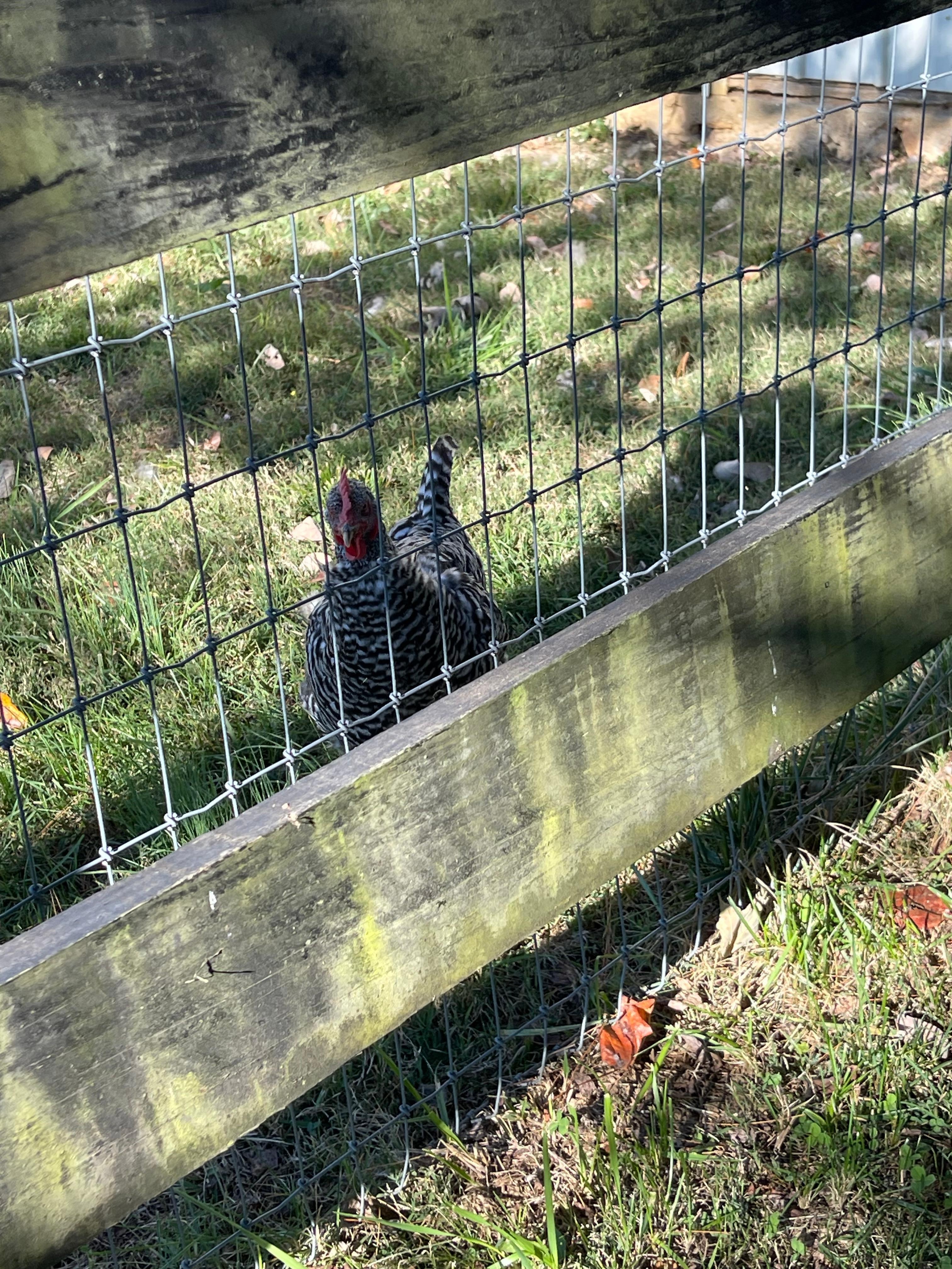 One of our amazing chicken friends! 🥰