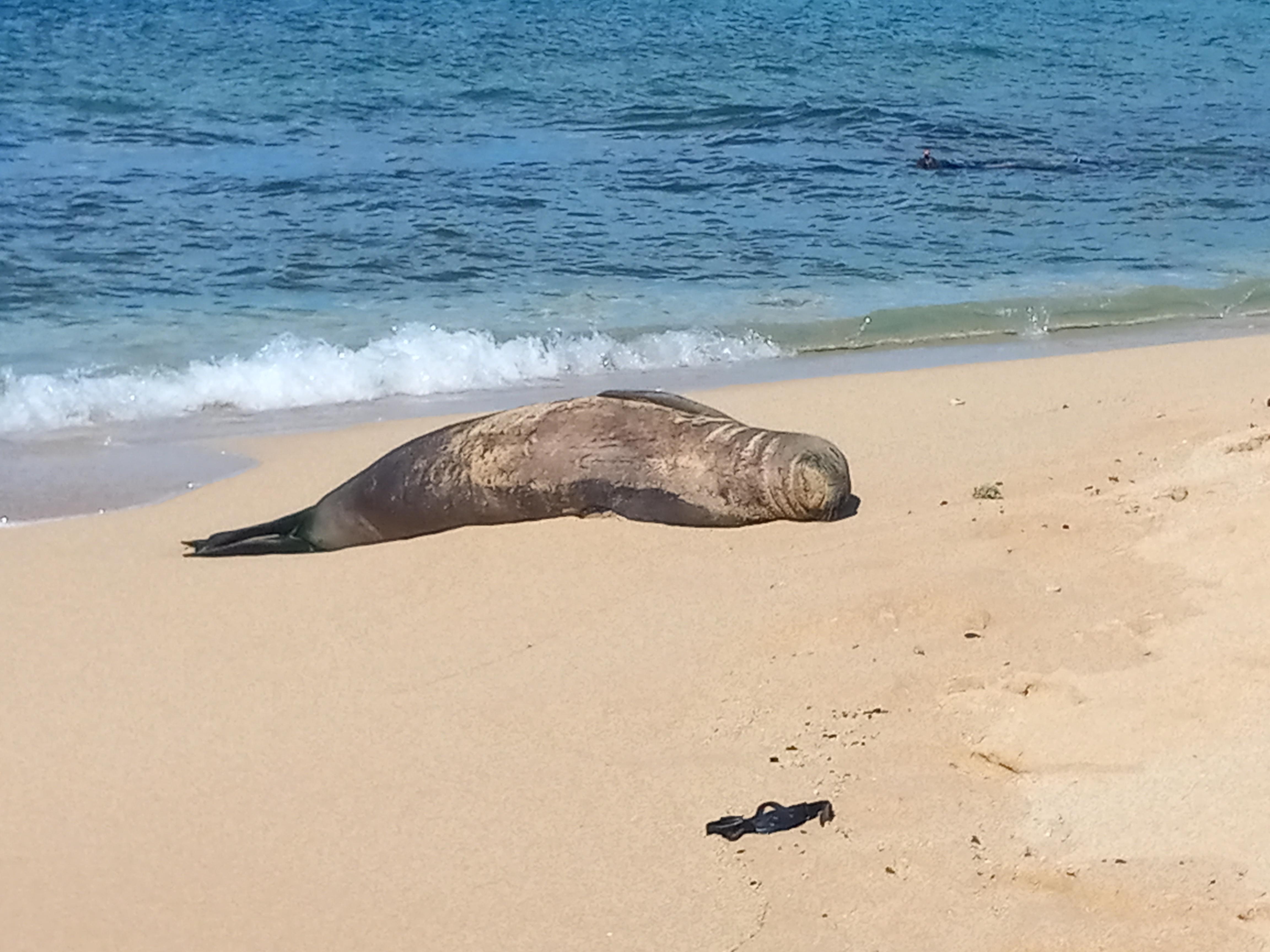 Monk seal at the nearby beach