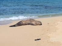 Monk seal at the nearby beach