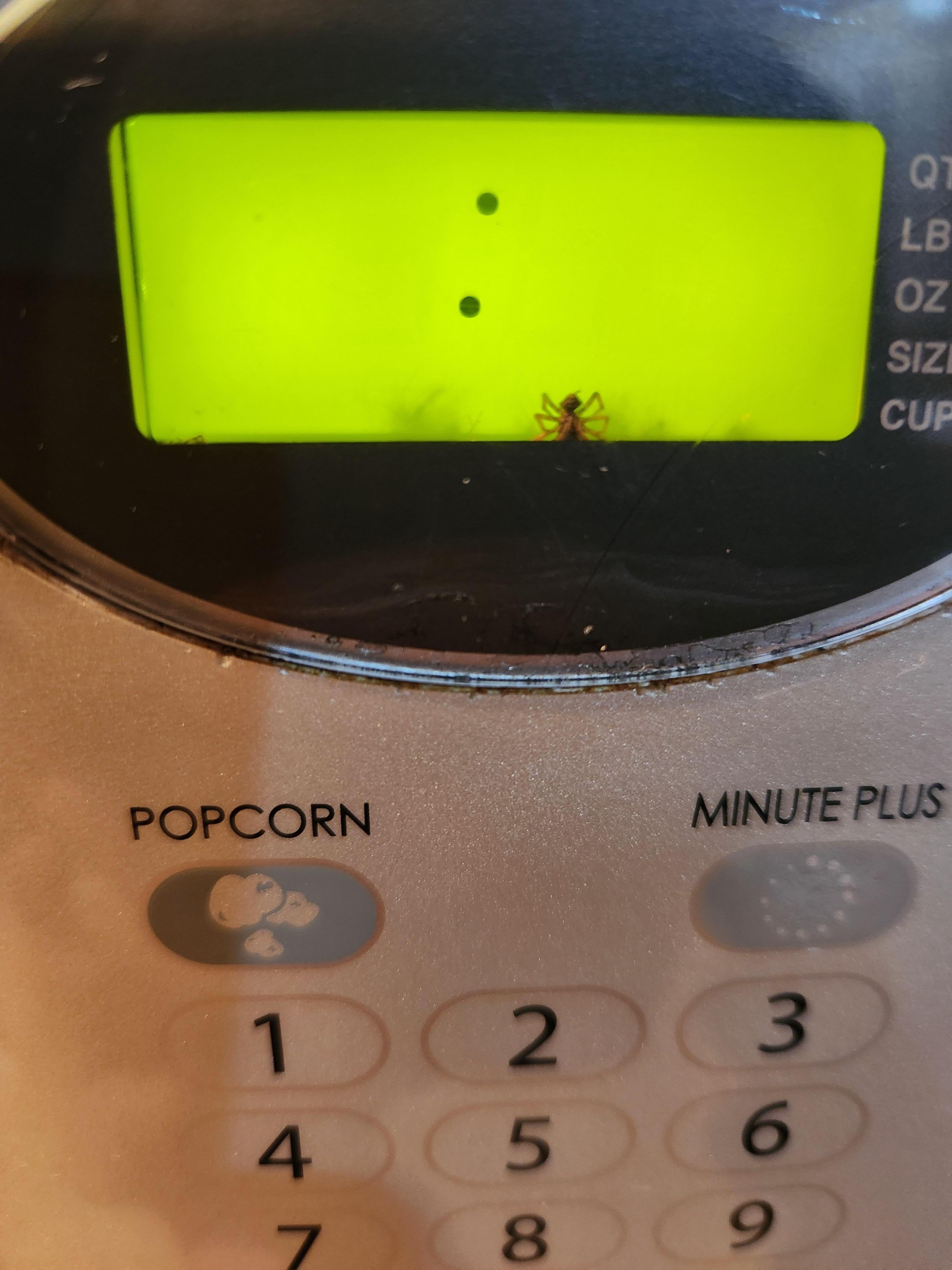 Dead spider in the microwave display
