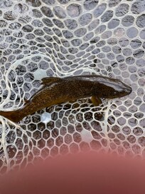 Caught fish in nearby river