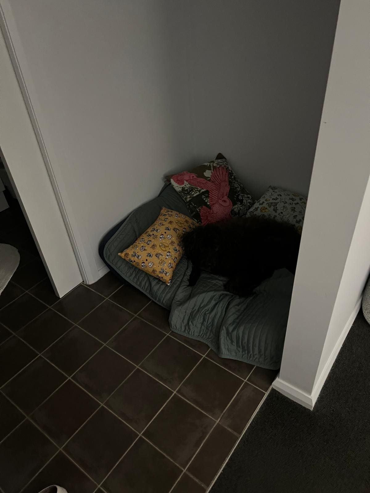 A very comfy doggy bed.