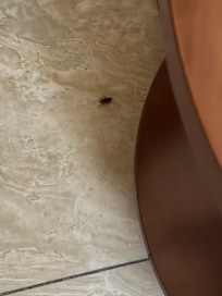 Roach