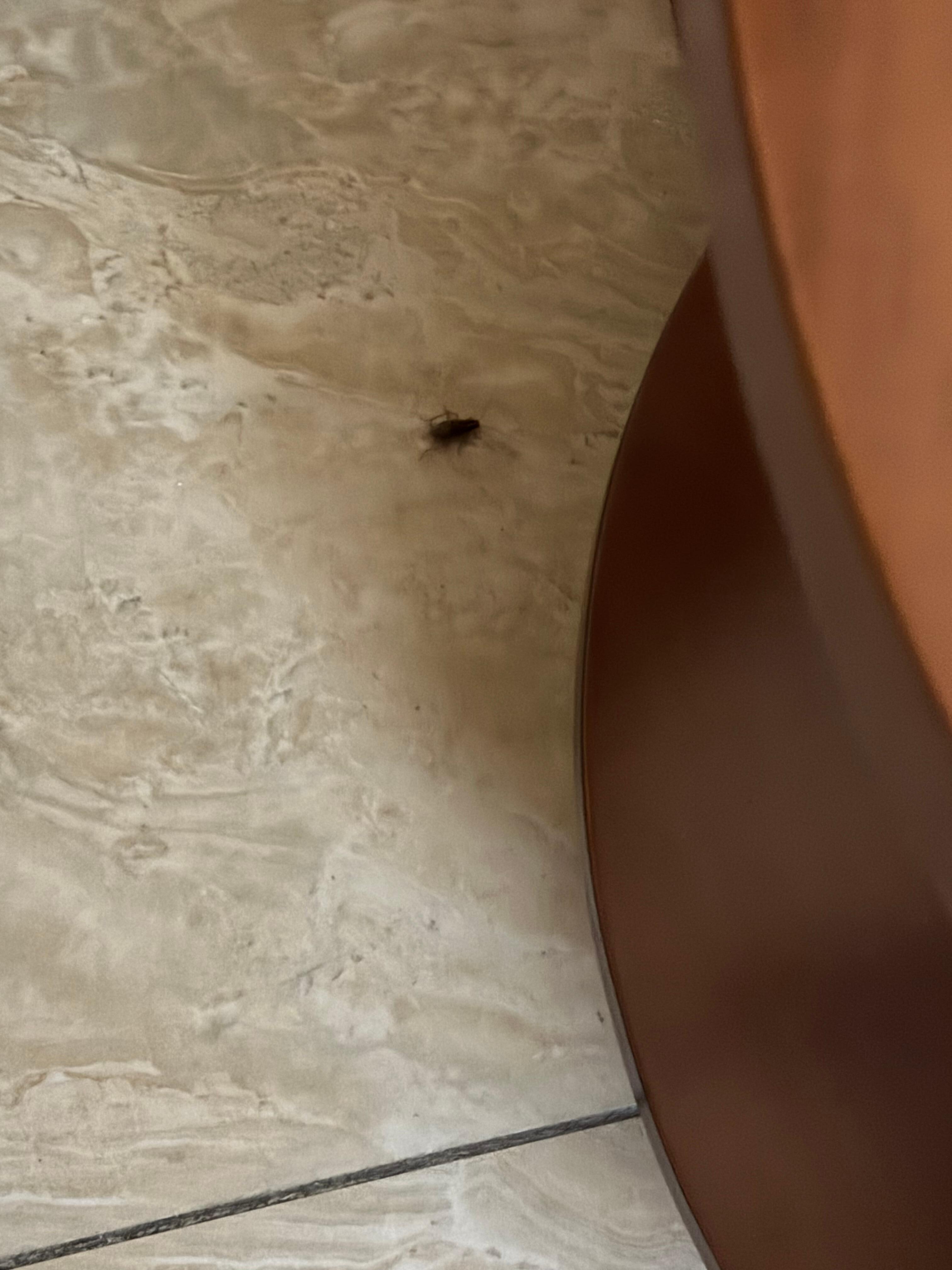 Roach