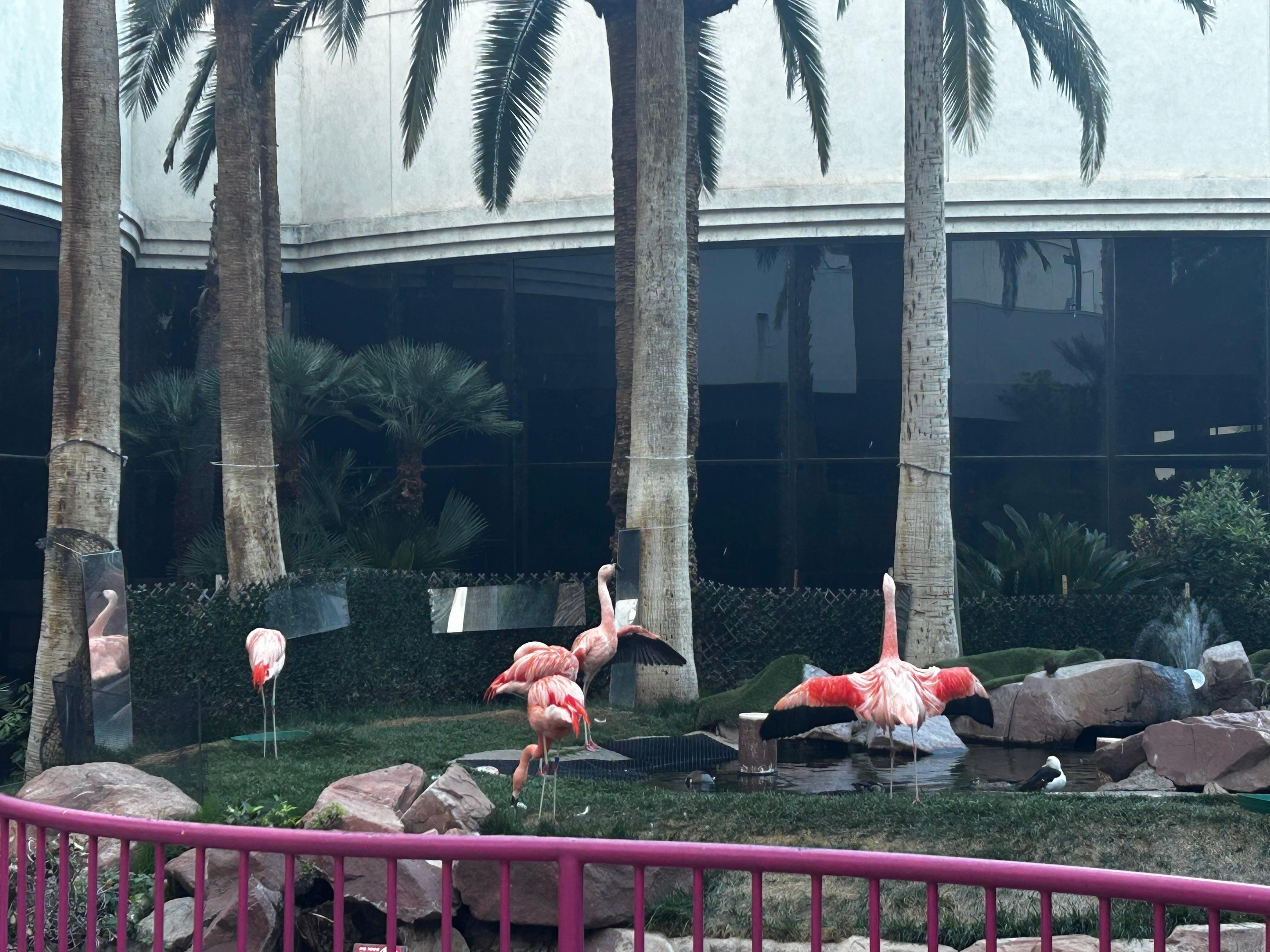 Hermosos Flamingos dentro del hotel.