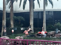 Hermosos Flamingos dentro del hotel.