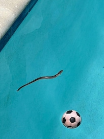 No net to retrieve this.