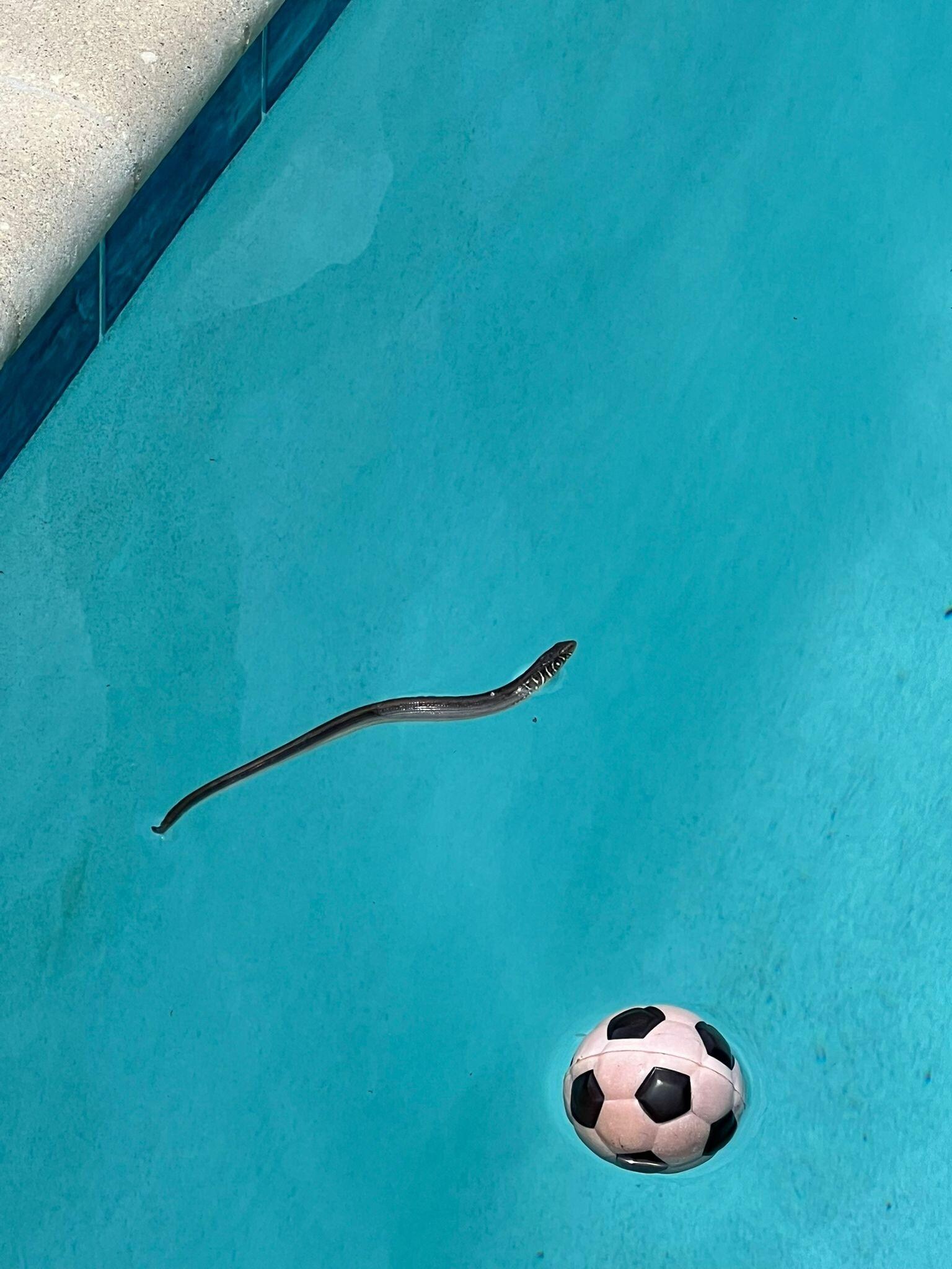 No net to retrieve this. 