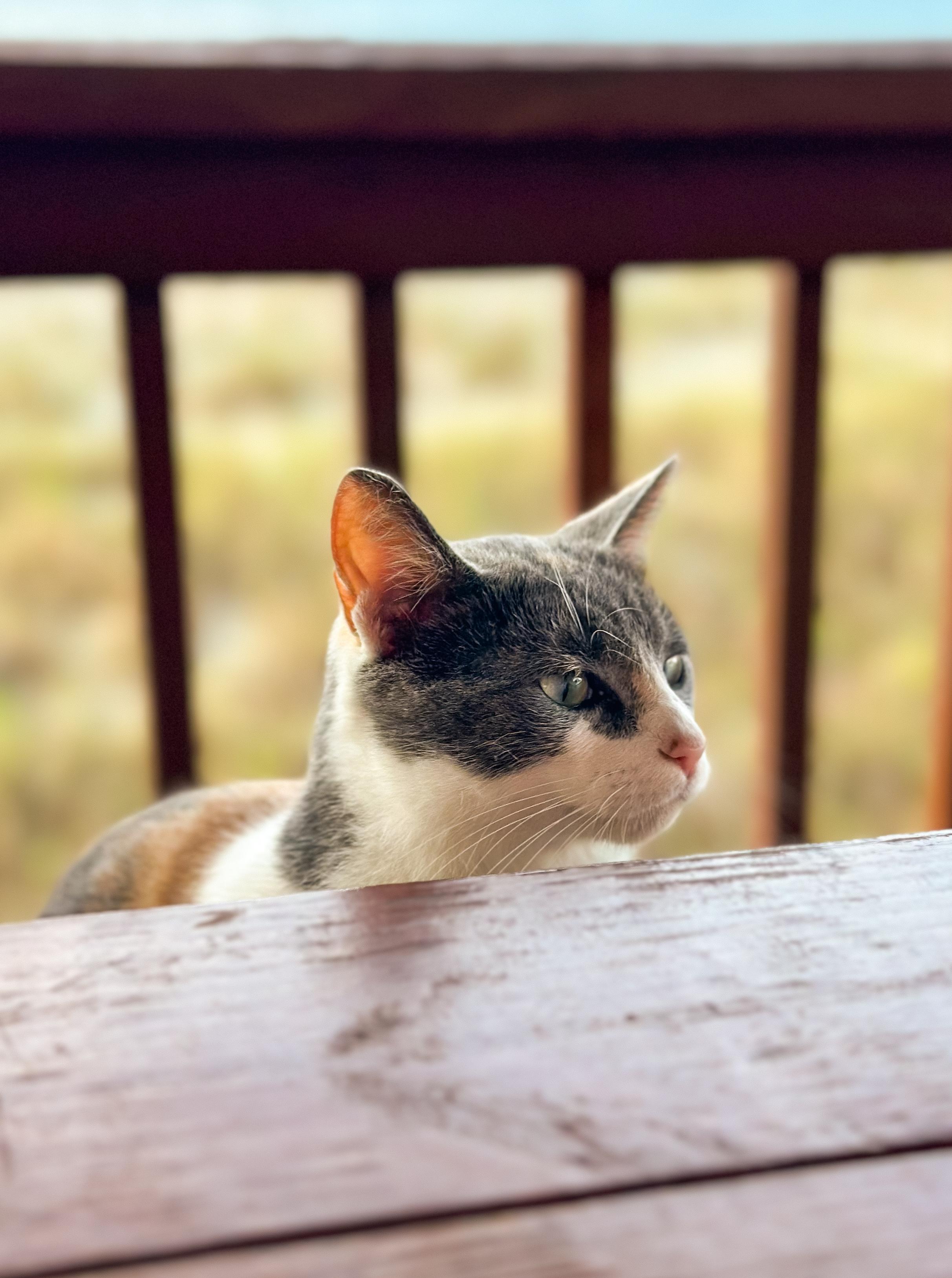Our morning visitor!