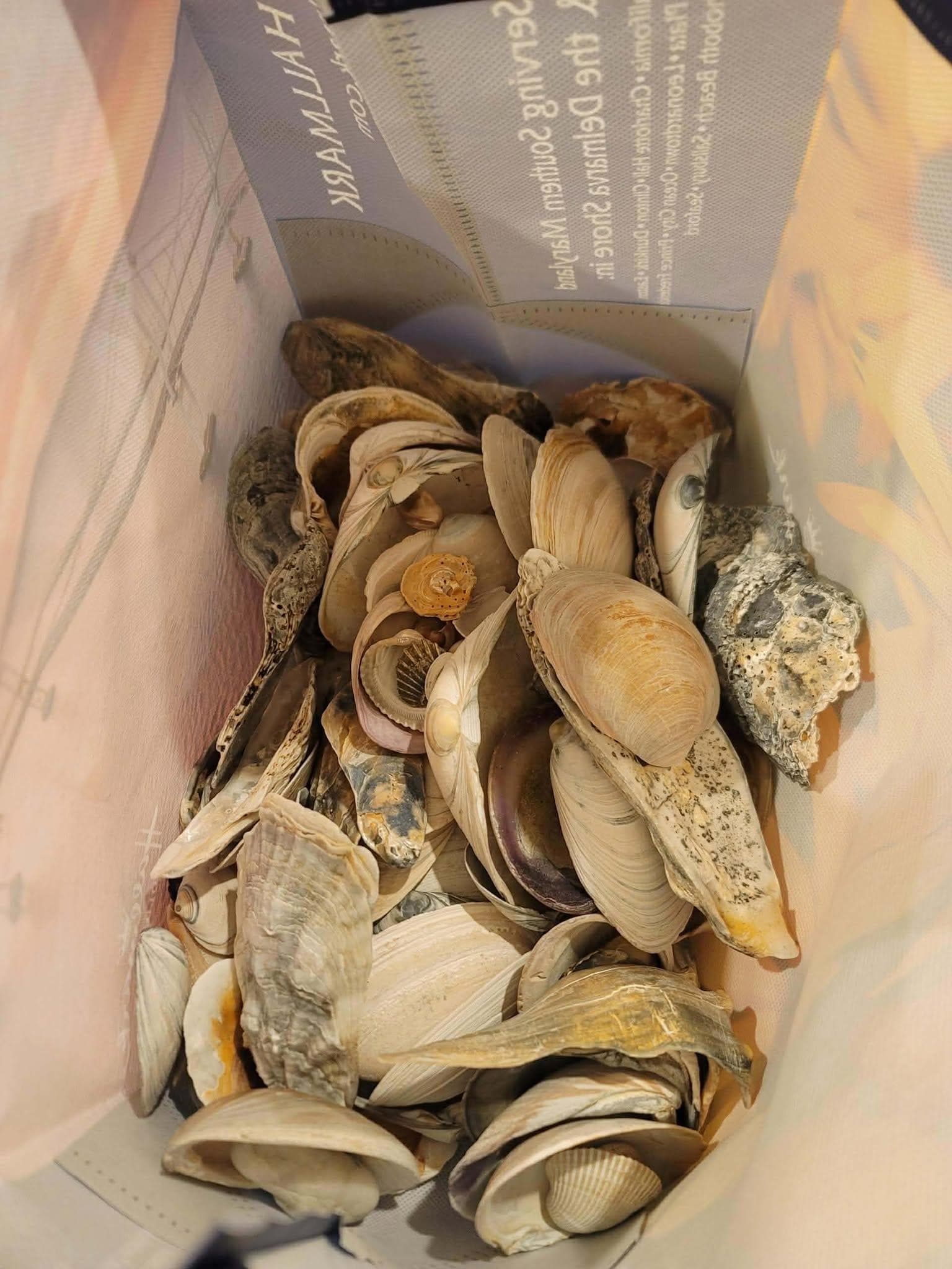 shell collecting in December.