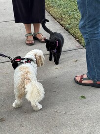 Cat’s off leash! But seem to be the greeters in the neighborhood. Fun!