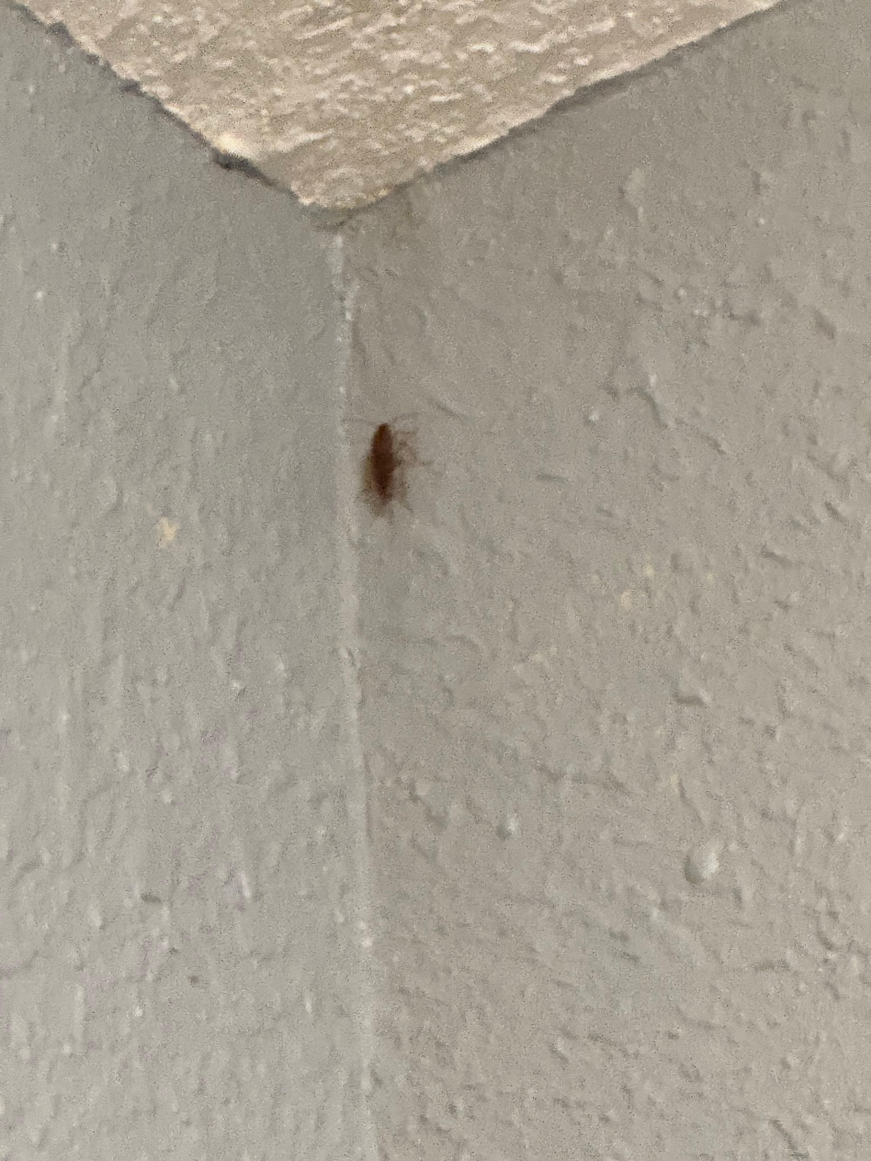 1 of the roaches 