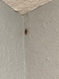 1 of the roaches
