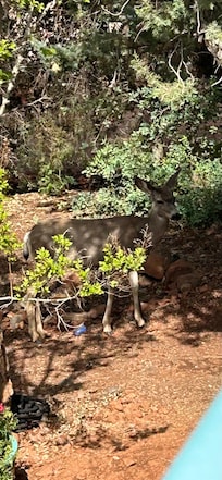 Deer from balcony