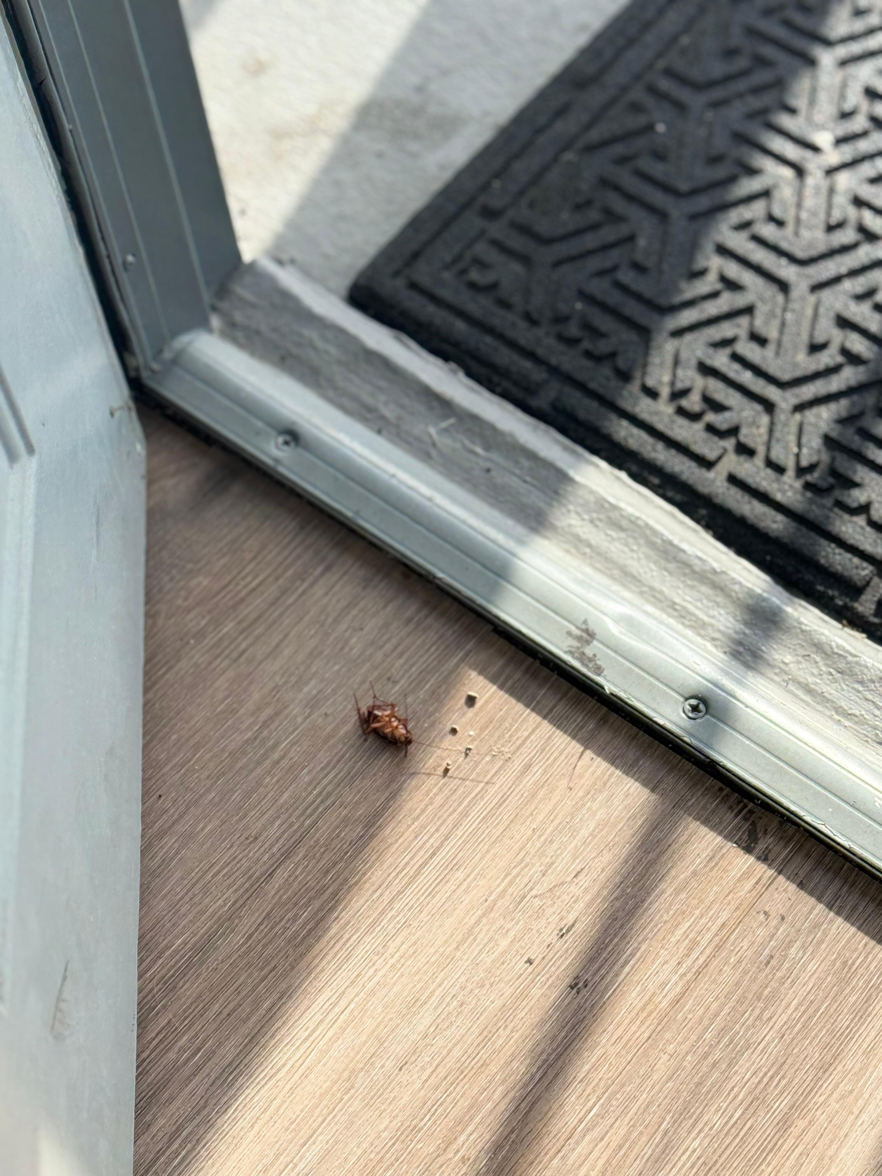 Stepped on to keep from crawling on us in middle of night 