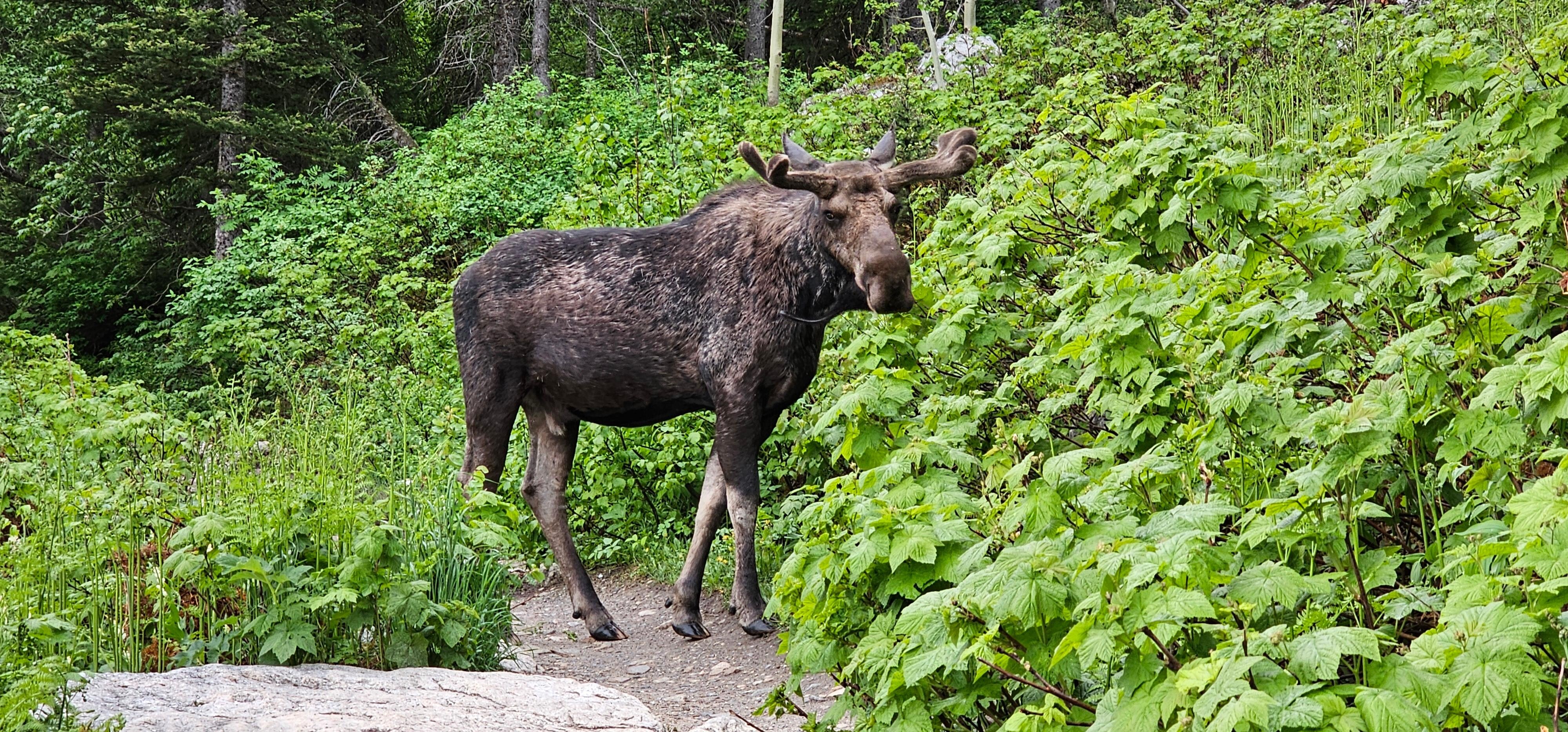 Moose on the Jenny Lake trail