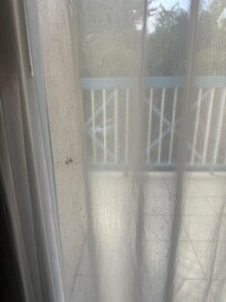 Mildew