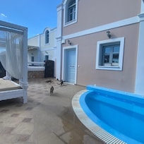 Trop de chats errants...